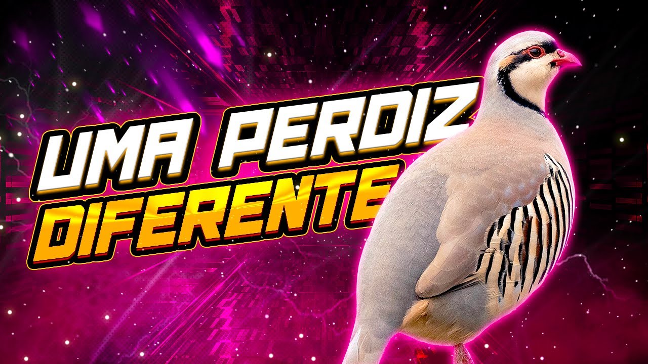 Perdiz-chucar (chukar) - Tudo sobre a espécie