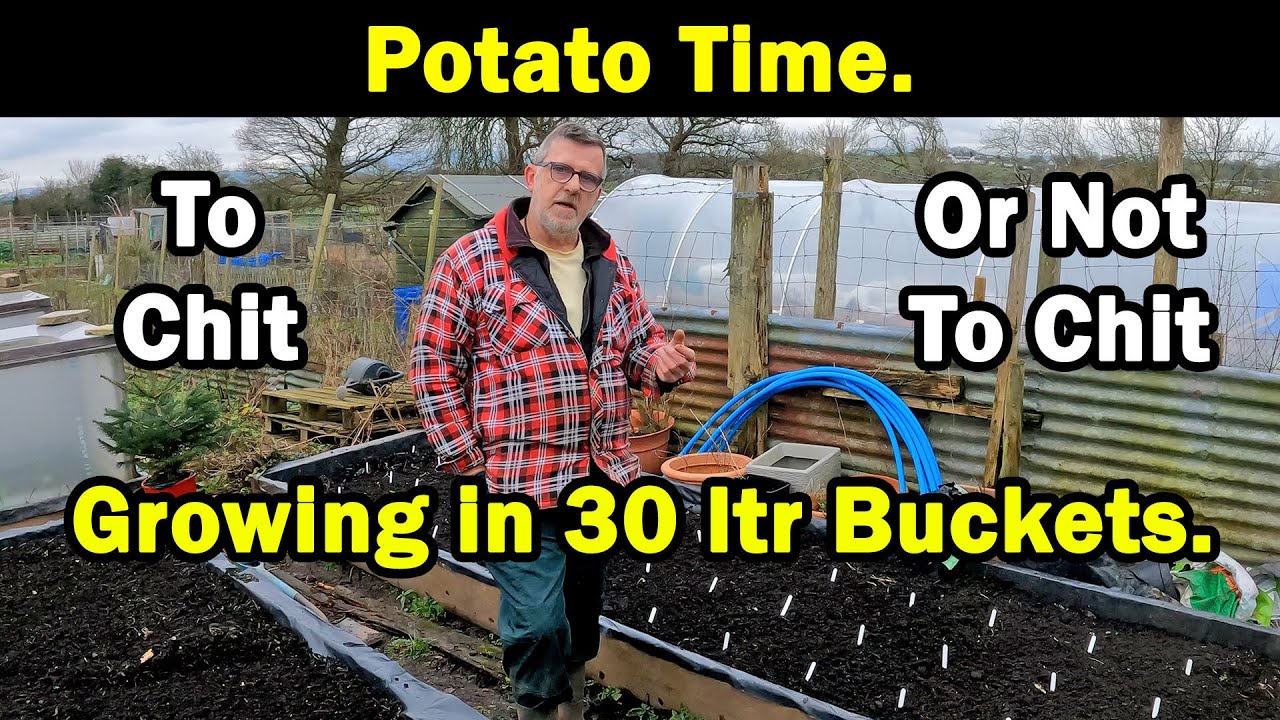 Growing Potatoes | Chitting Potatoes | Growing in 30 ltr buckets | Testing Time | Green Side Up
