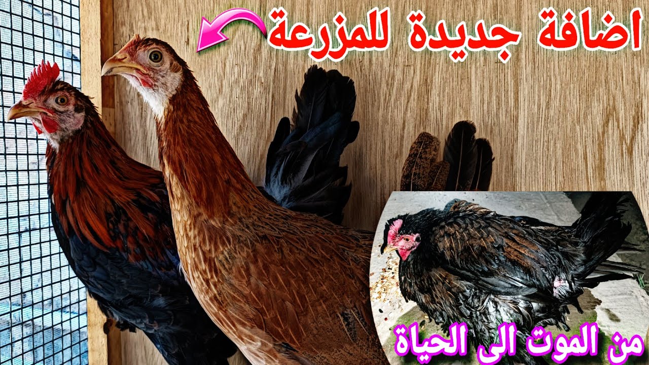 ماتت الدجاجة 🐓 عزلت الكتاكيت من امهن 🐥