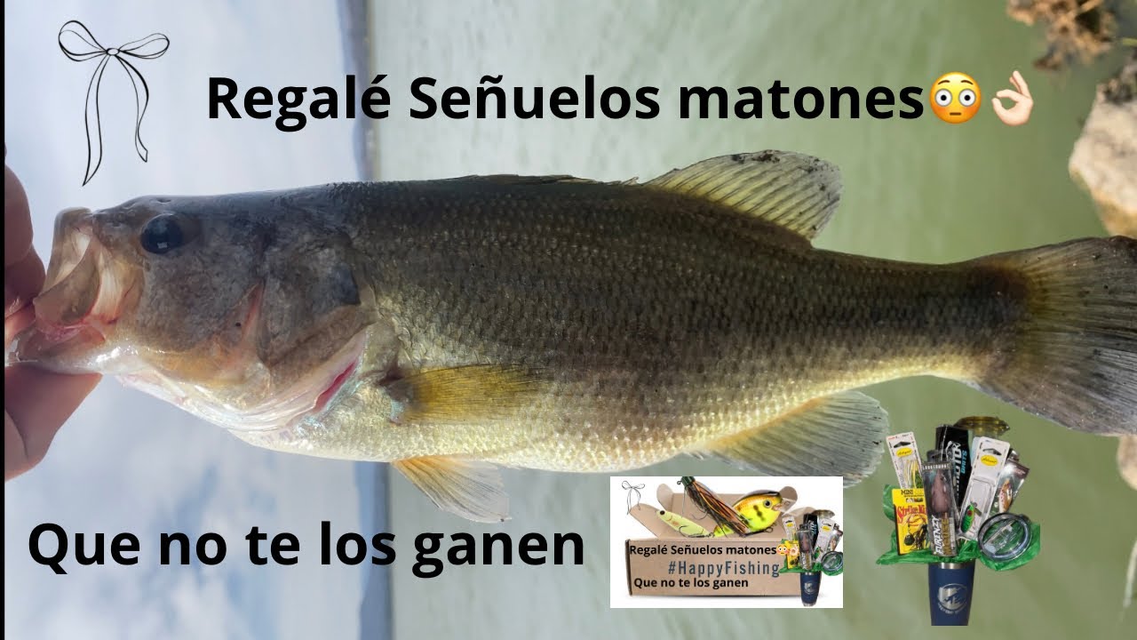 Pescando y REGALANDO señuelos 🎁 