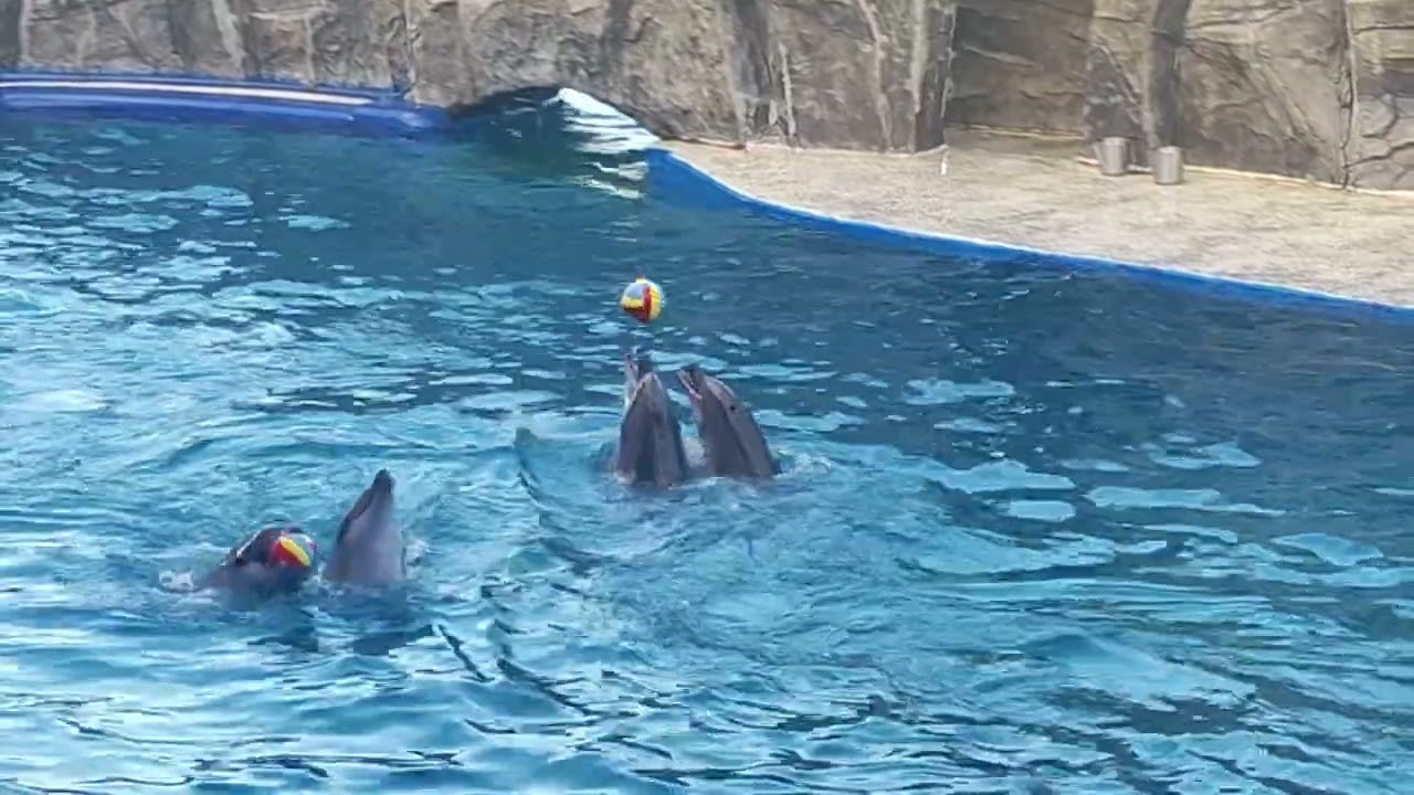 Georgia (Batumi): Dolphin Show