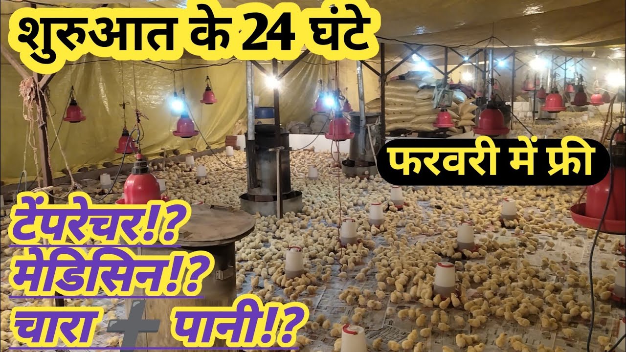 #चिक्स को 0 सेकंड से 24 घंटे तक की प्रोग्रेस (🌡️29°से36°)