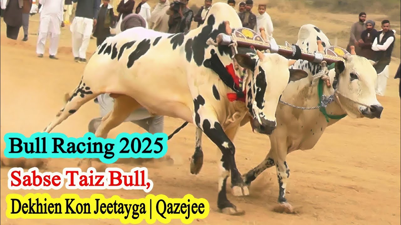 Bull Racing 2025 | Sabse Taiz Bull, Dekhien Kon Jeetayga