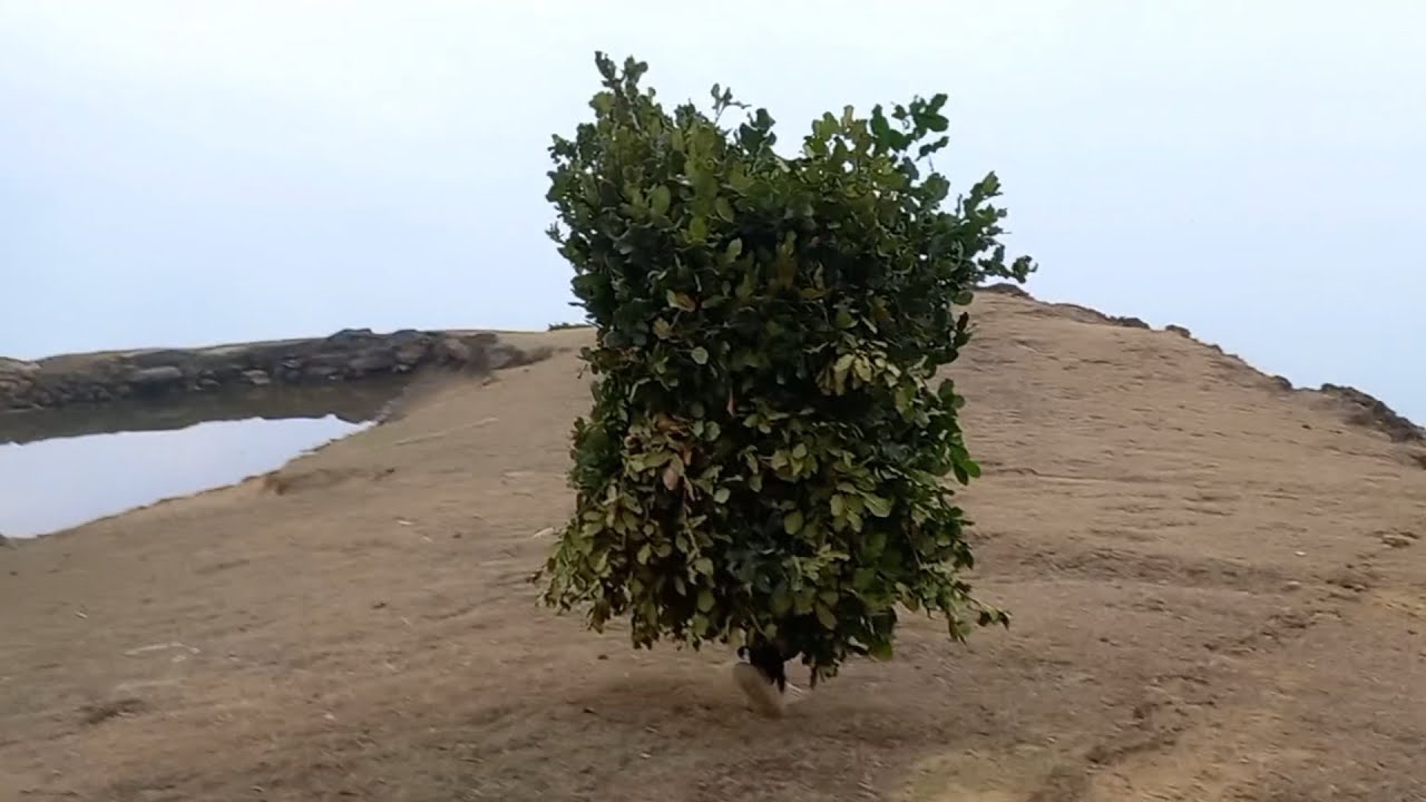 ग्रामिण क्षेत्रमा हिउँदमा प्रयोग गरिने लेकाली घाँस || village life.