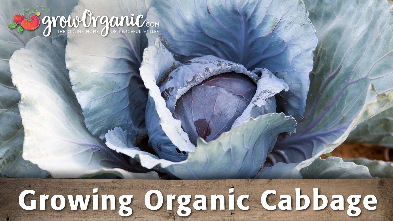 How to Grow Organic Cabbage