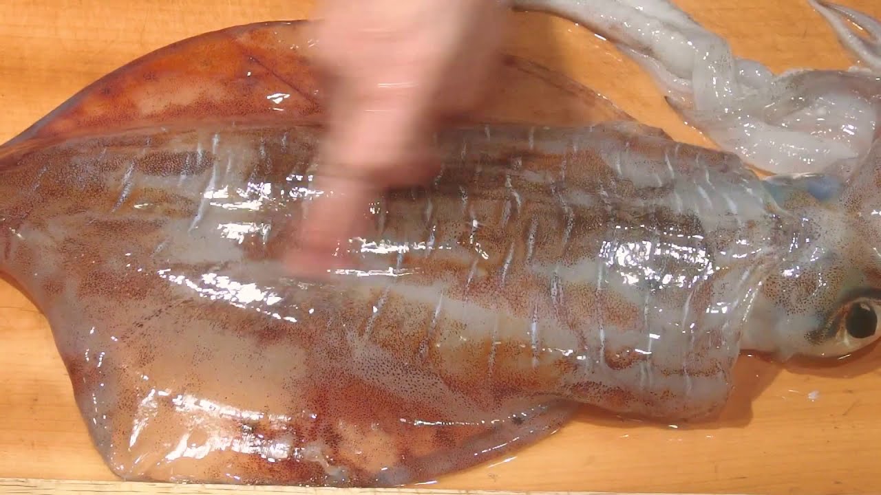 《活きアオリイカの捌きと刺身》・・・・大和の　和の料理《刺身（Wリハビリ編）》