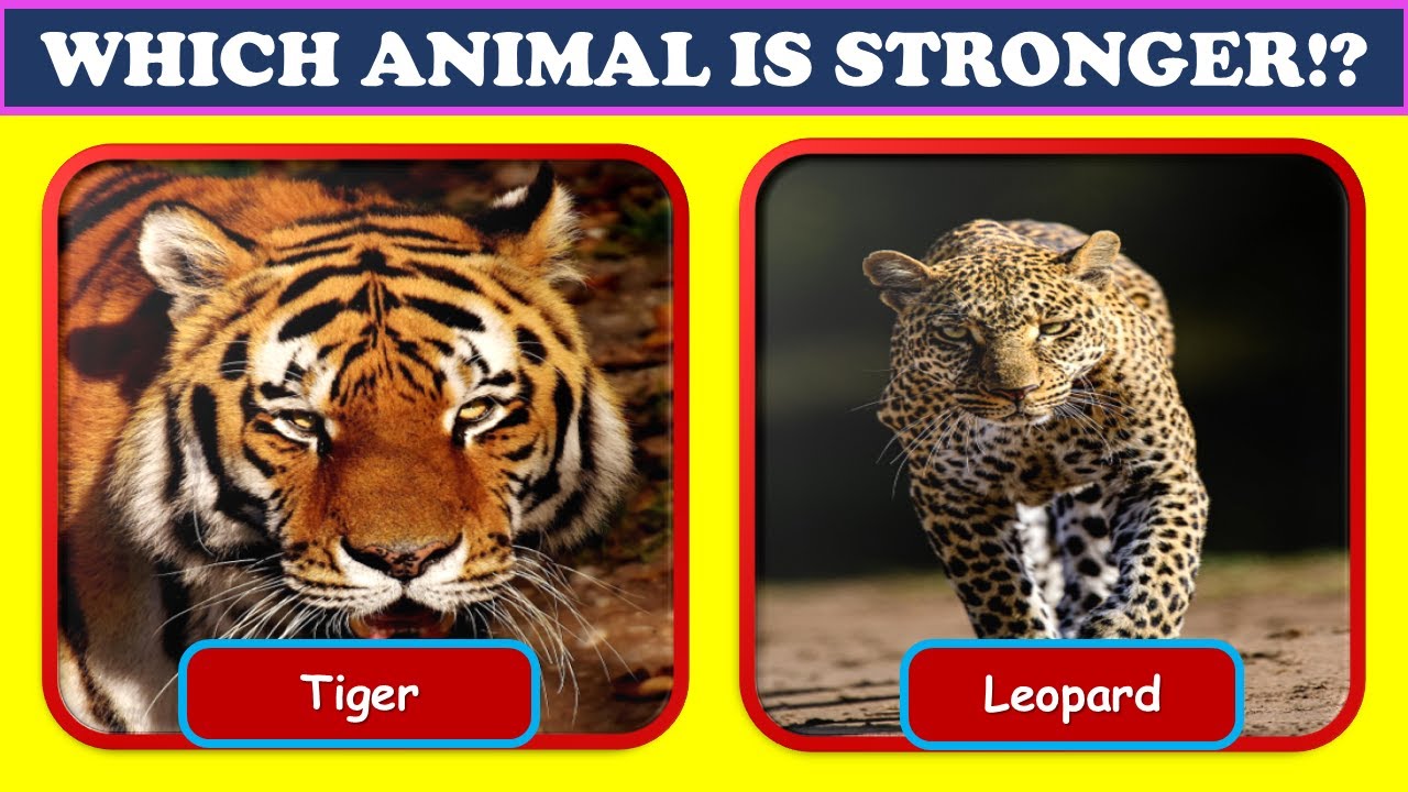 🦁🐆 Strongest or Fastest? | Animal Power Comparison Quiz | Test Your Knowledge! #quiz #quizprapancha