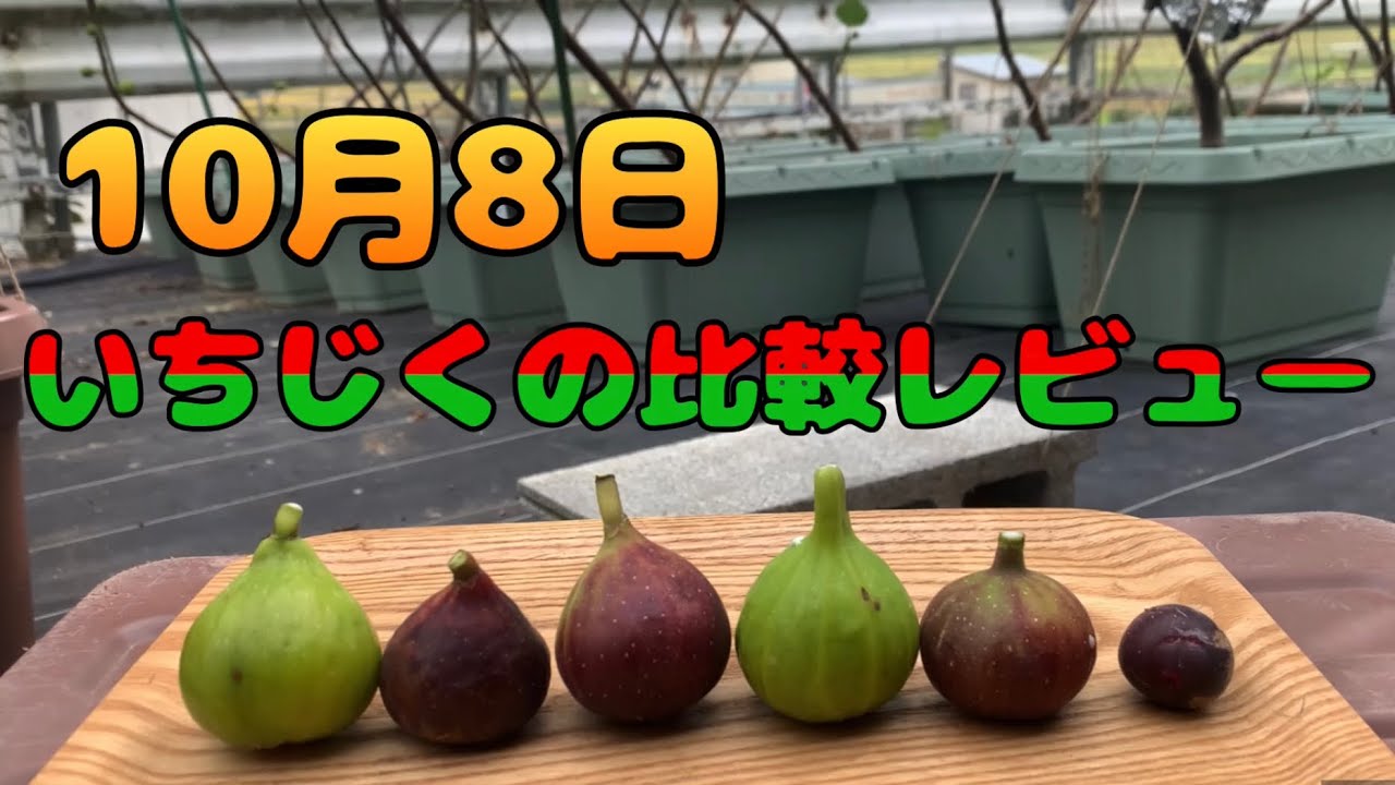 10月8日、いちじくの収穫とレビュー