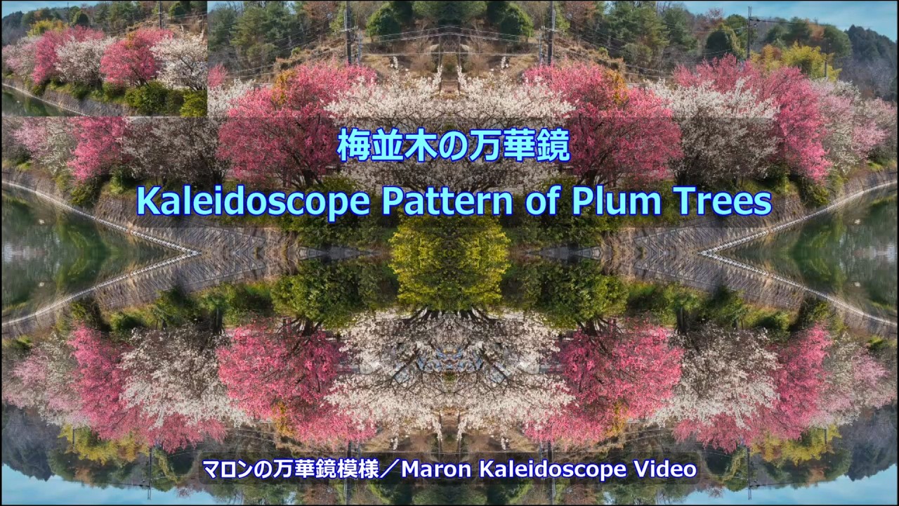 梅並木の万華鏡模様 / Kaleidoscope Pattern of Plum Trees