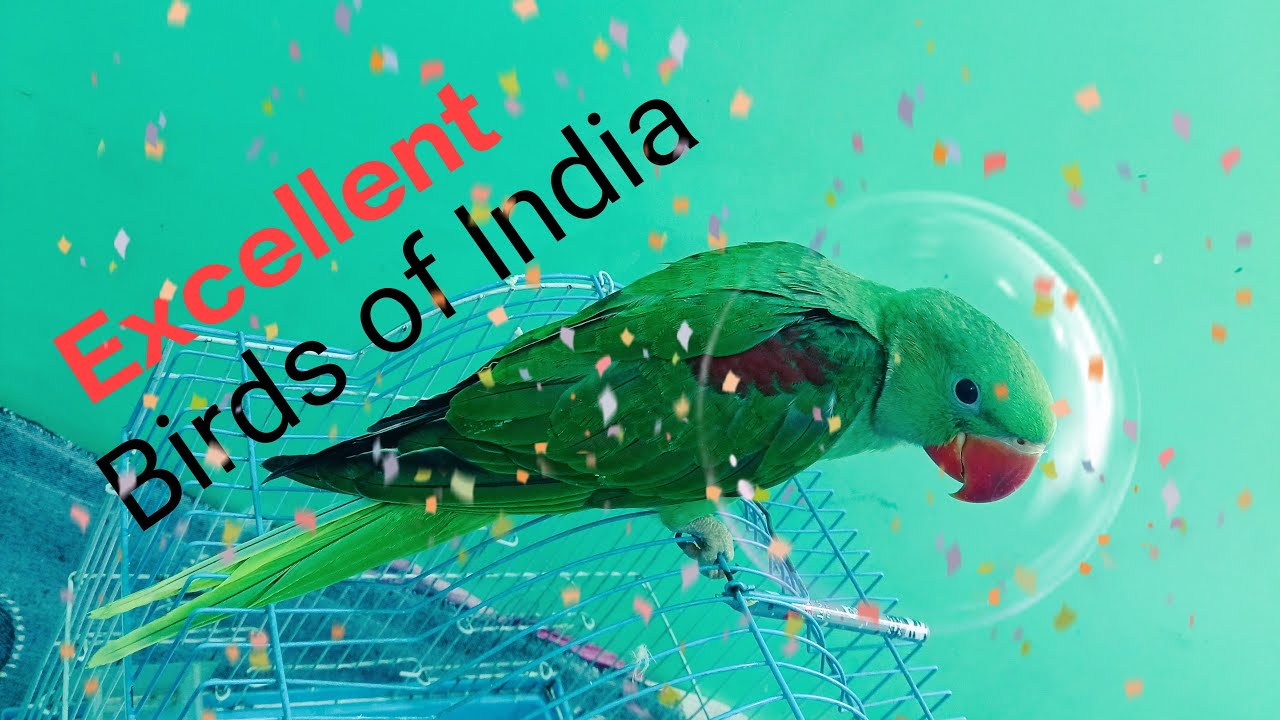 welcome dear friends 🙏 mitthu and lalli shorts live hai 🤗 Radhe Krishna all friends 🙏🦜🤗🐦