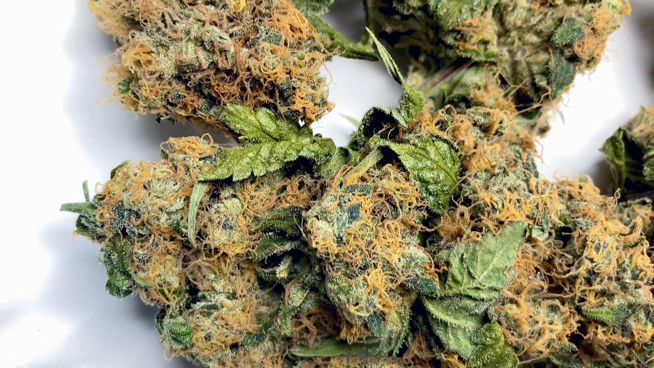 Medical Cannabis Garden Tour - an introduction to the @Zap Extracted-Basement Grown Channel
