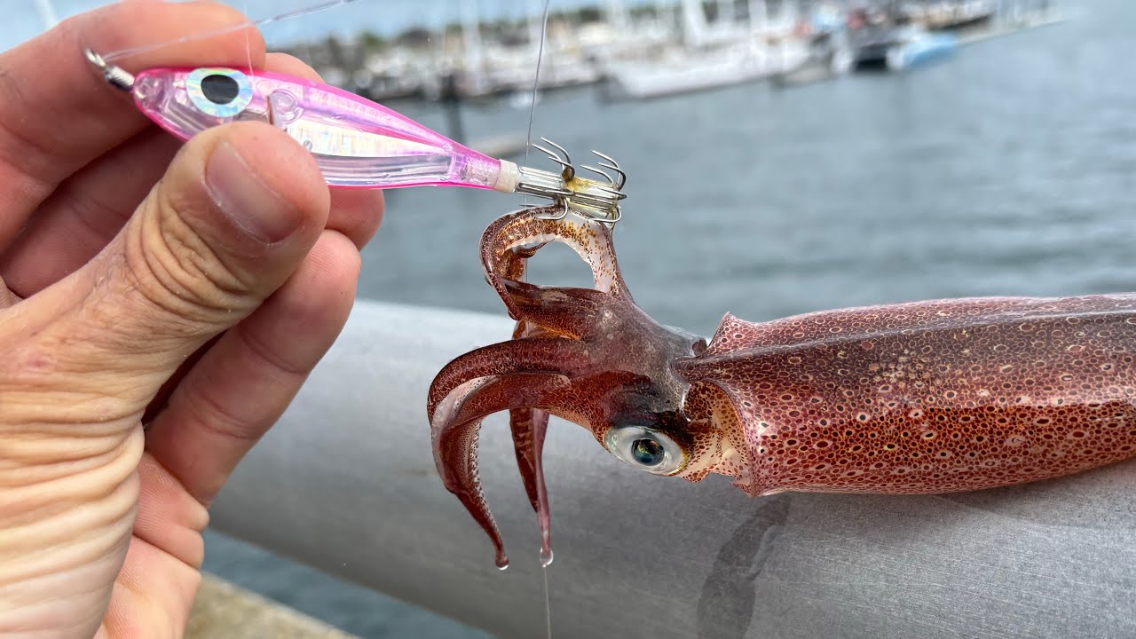 Squid Fishing a Rhode Island Bridge - Calamari/Tautog/Clam Catch and Cook!!