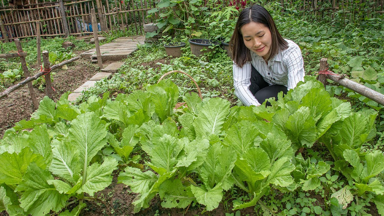 Harvesting Mustard Greens In my Garden & Cooking Mustard Greens Recipe