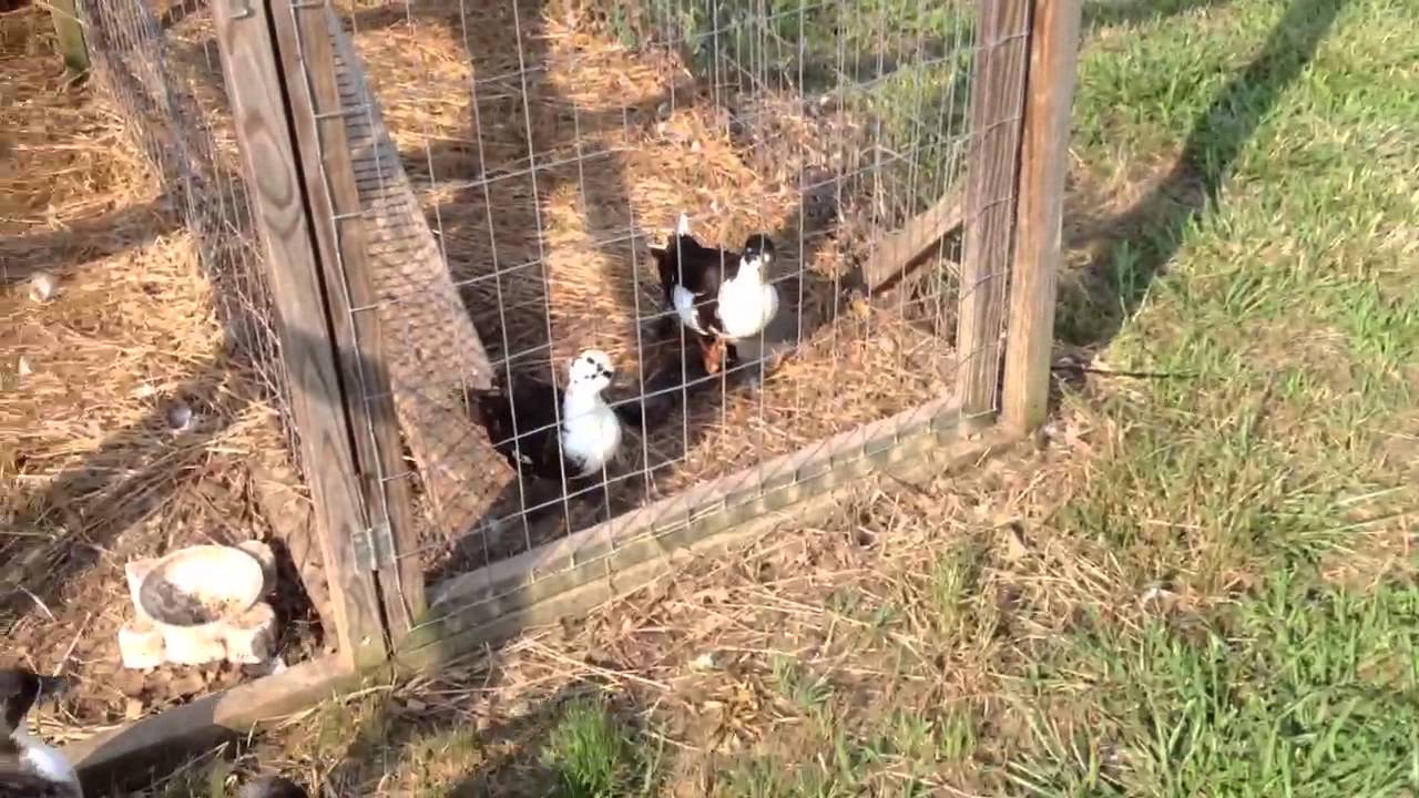 Call Duck Pen and ducks and ducklings