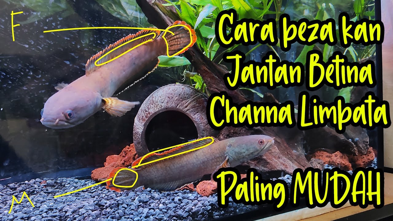 Cara Beza kan Jantan Betina Channa Limbata Paling MUDAH
