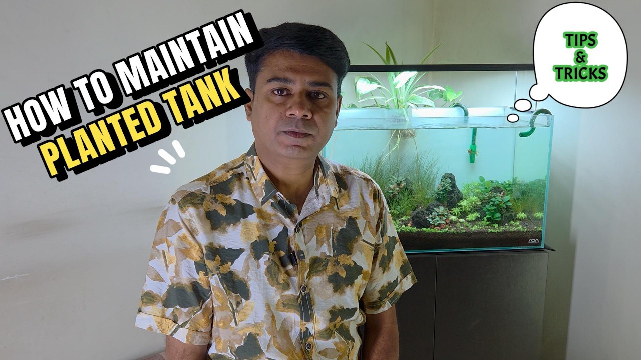 How to Maintain Planted Aquarium| Tips & Tricks|Nature Aquarium cleaning|