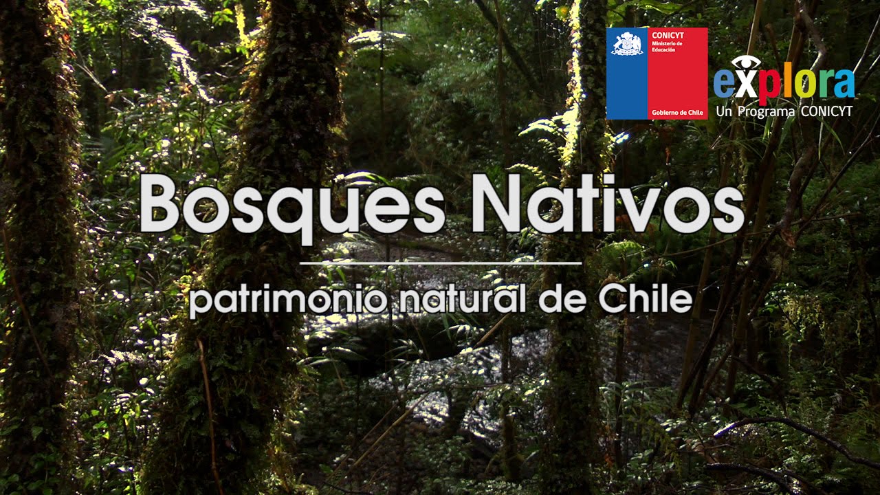Bosques Nativos de Chile: Katalapi