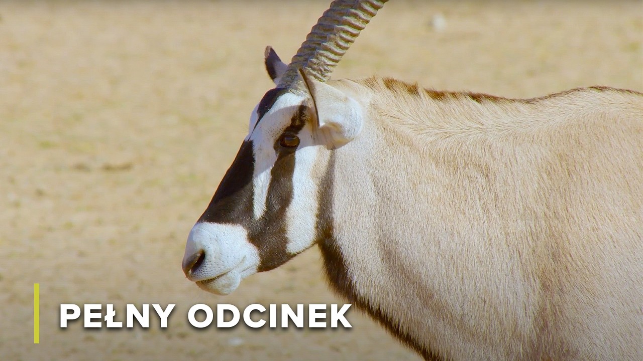 Jak Impale Przeżywają w Krainie Największych Drapieżników | Ikony Dzikiej Przyrody 106