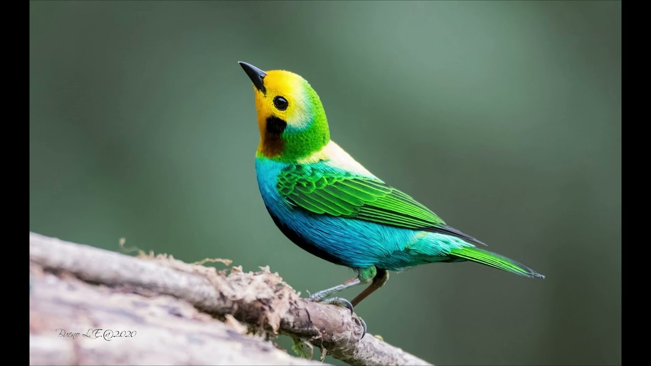 bird chirping sound