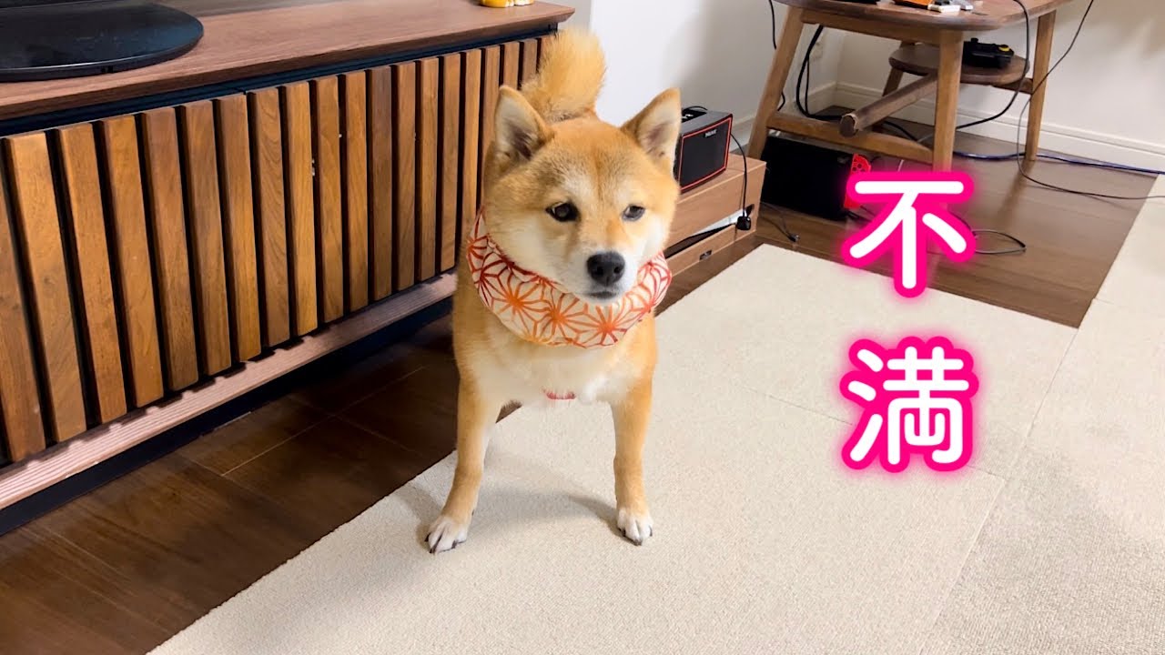 あまりの酷暑にこうせざるを得なくなりました…