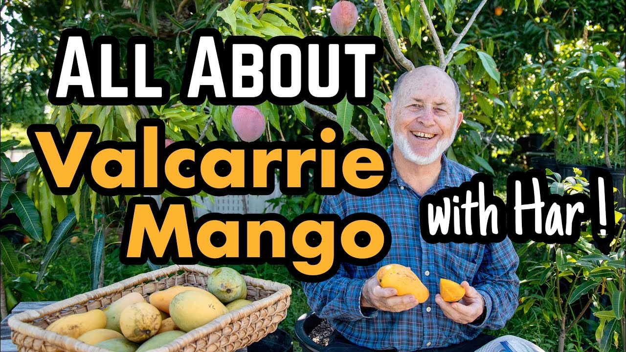 Har talks 'Valcarrie' Mango! Includes Tasting!