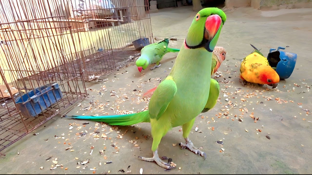 🦜😍 Indian ringneck parrot Saying Mithu Mithu