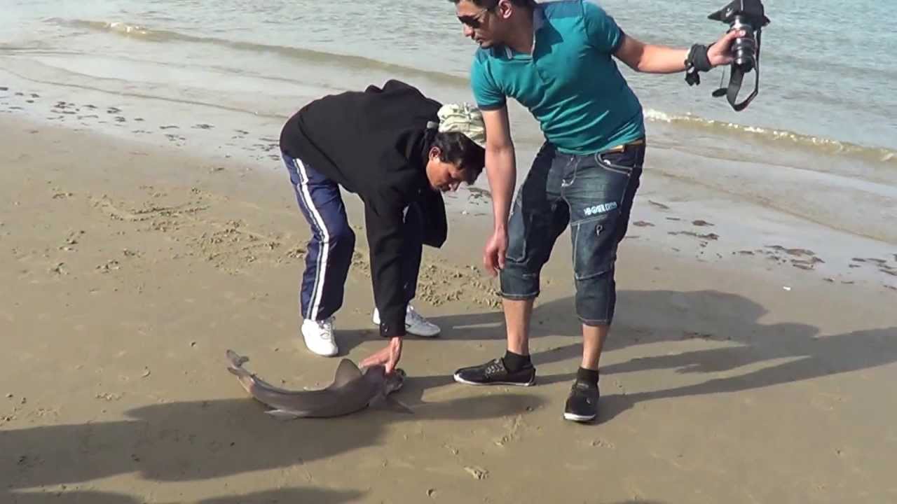 Caught Shark From the Weymouth Beach!
