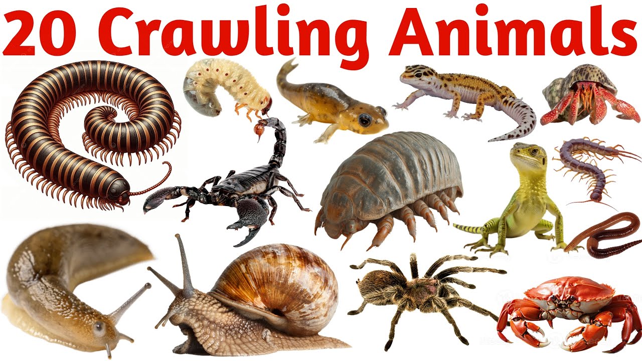 Learn 20 Crawling Animals Names with Pictures & Sounds for Kids