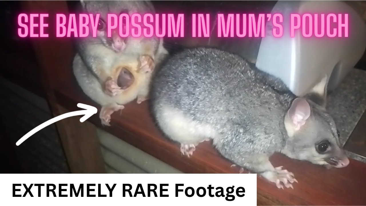 Rare Footage Baby Brushtail Possum Joey ❤️in Mum's Pouch 