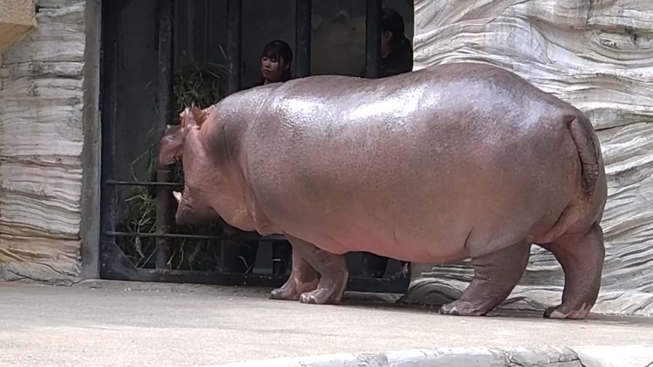 カバ　ごはん？