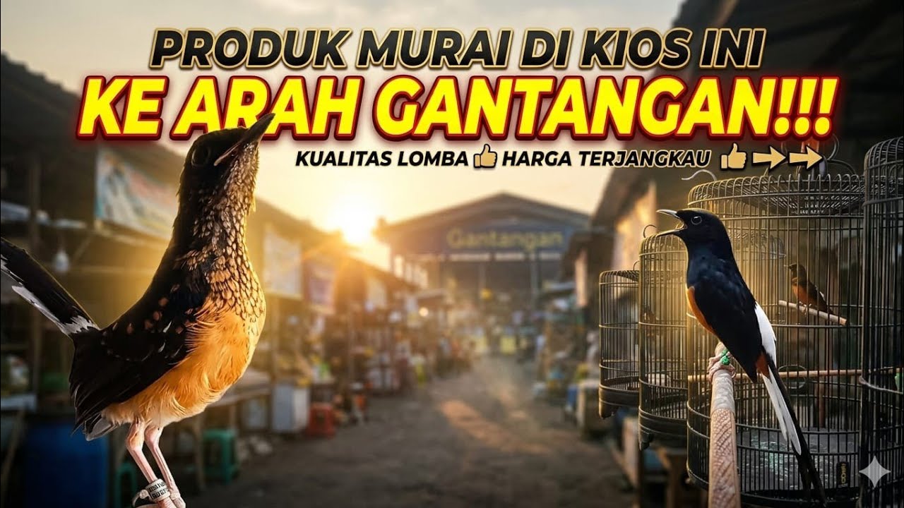 sabtu ceria, murai2 prospek
