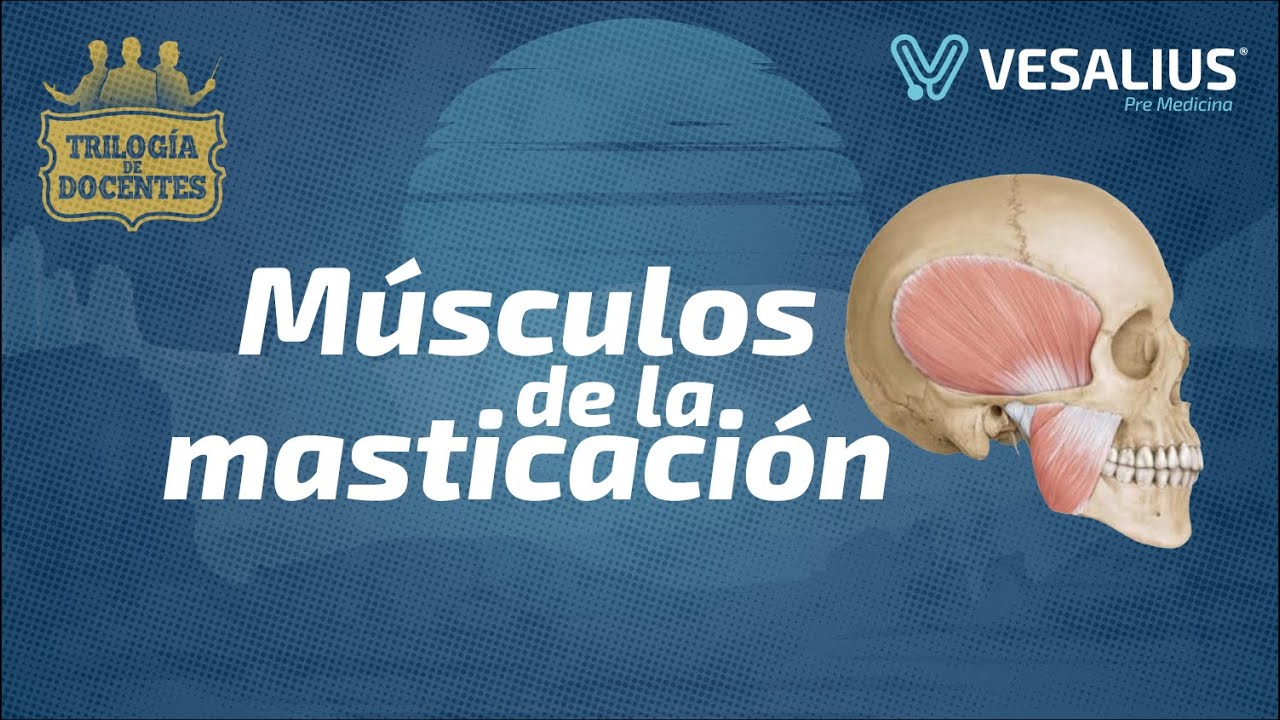 MÚSCULOS DE LA MASTICACIÓN