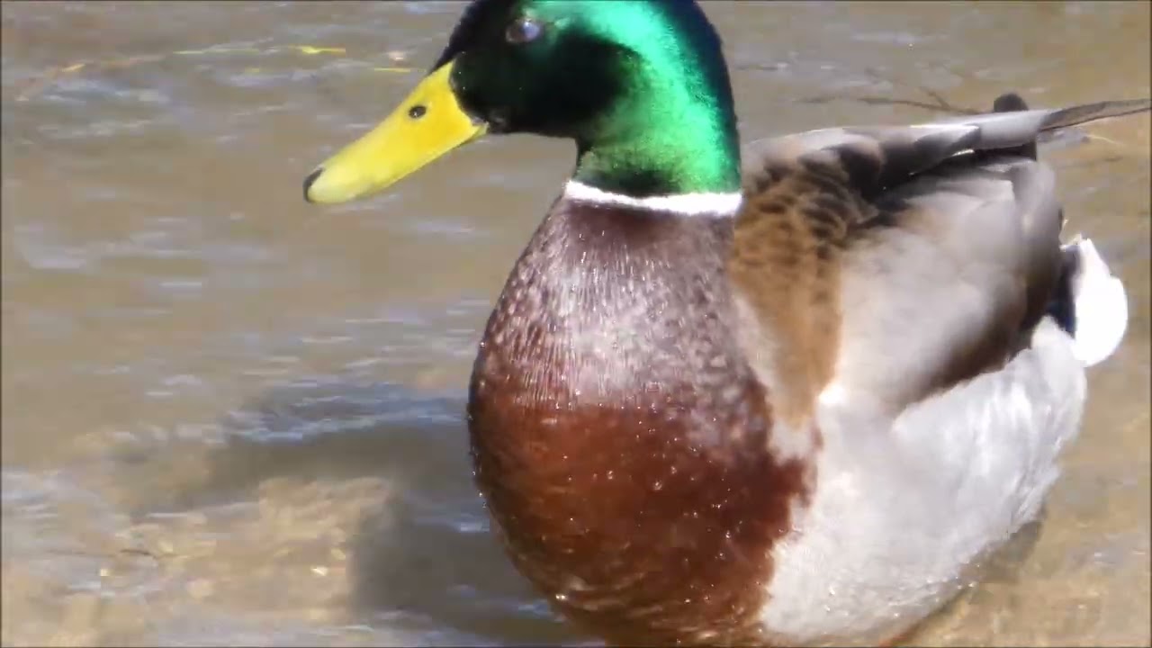 Aves en Madrid Río. 17-2-2026