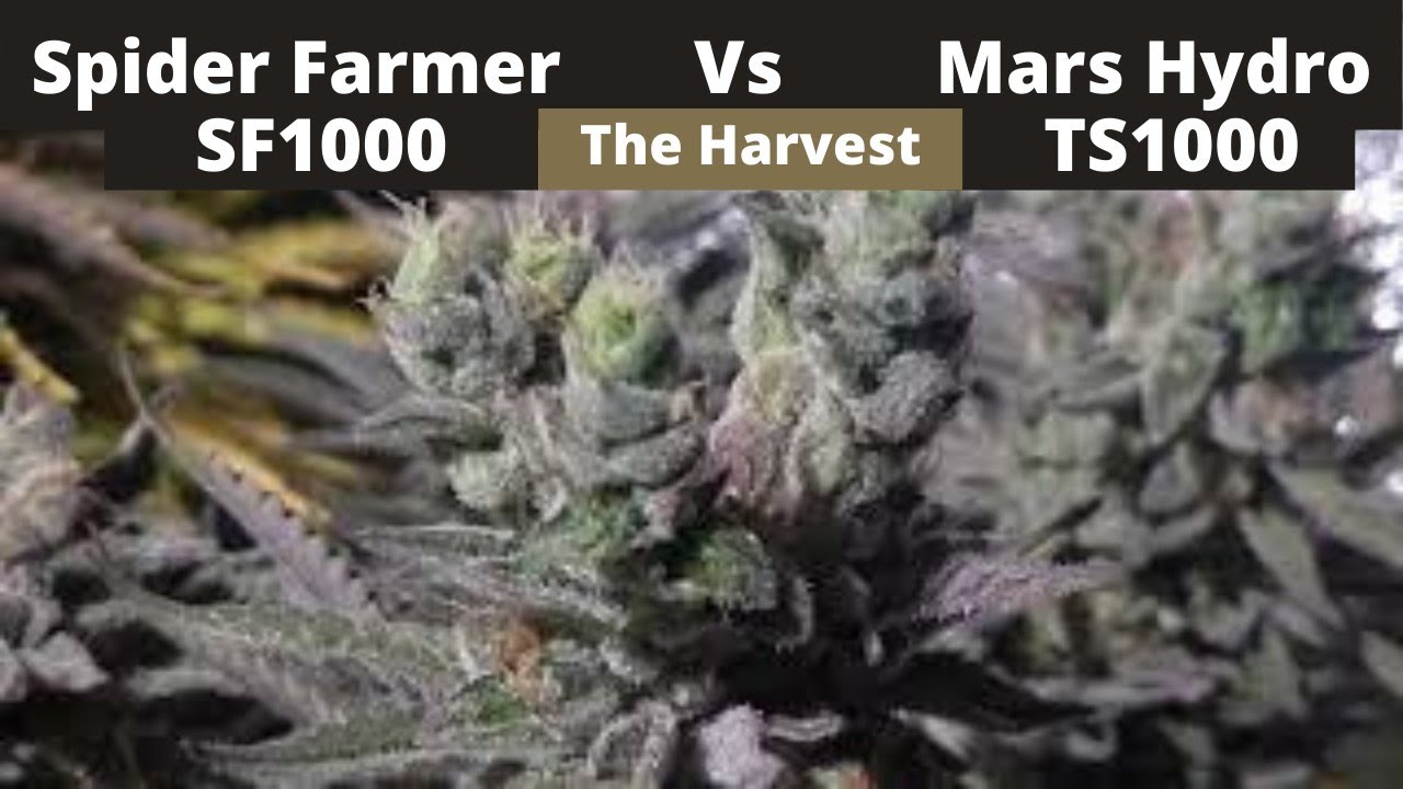 Harvest Time | SF1000 vs TS1000 | Bruce Banner | CropSalt Nutrients | Week 8 of Flower
