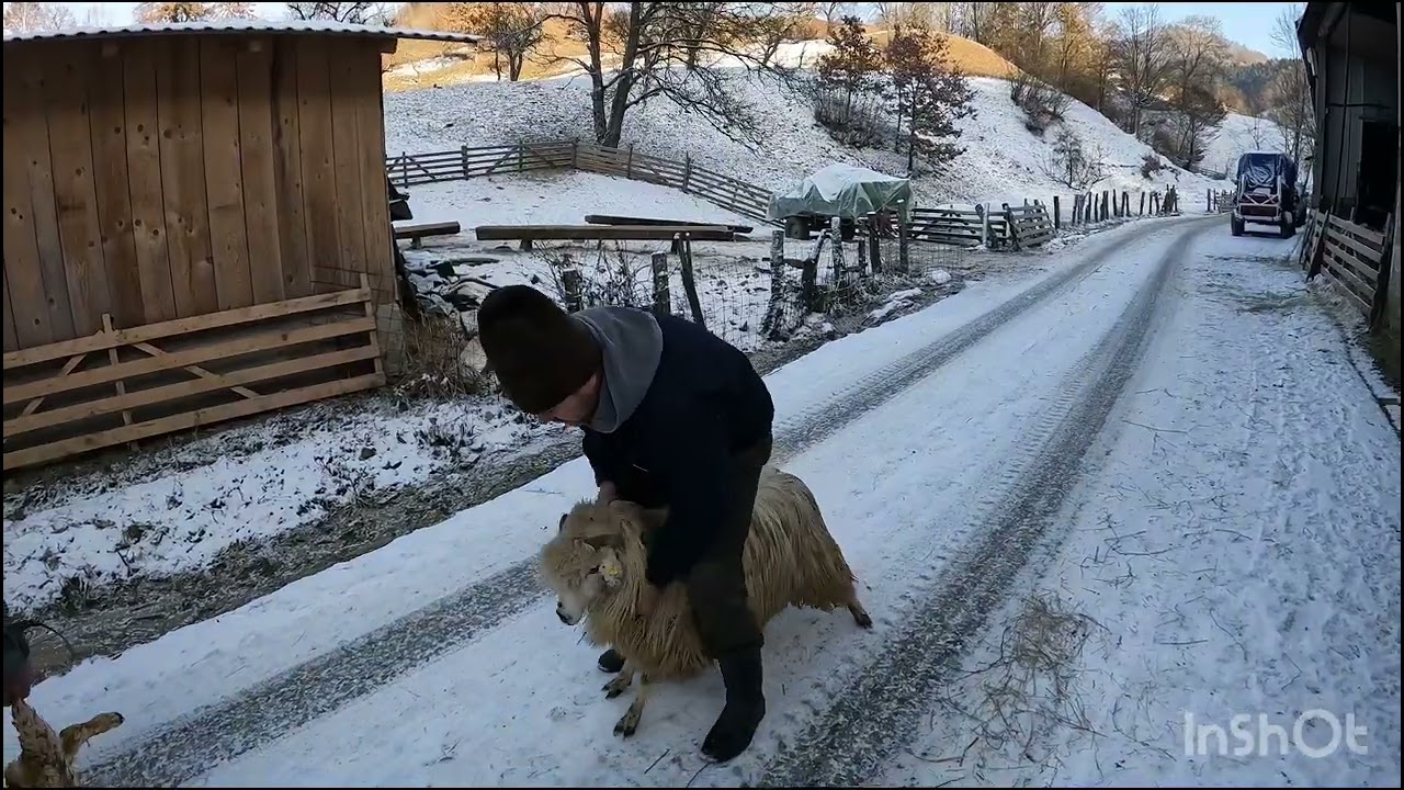 OILE BĂLE A DL VASILE NEAMȚ DIN LOC STRAMBA .BISTRITA-NĂSĂUD.O GOSPODĂRIE FRUMOASĂ