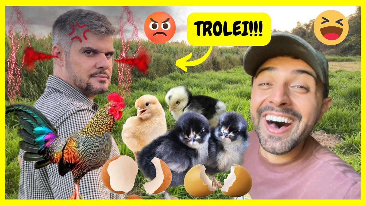 Ovos de Galinha Sonnerati ?? Trolei o Murilo da @Quinta do Couto  com ovos de Samantinha | Gutejando