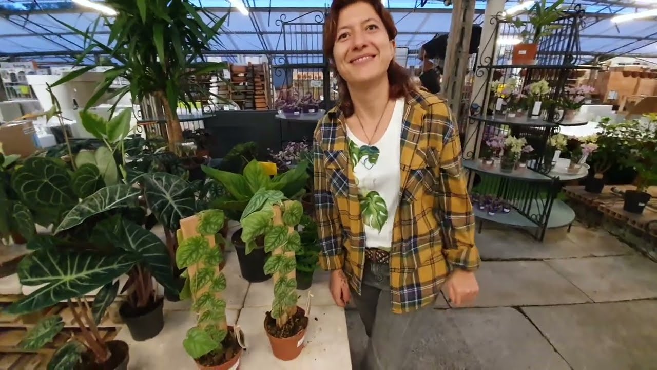 Monstera dubia come curarla