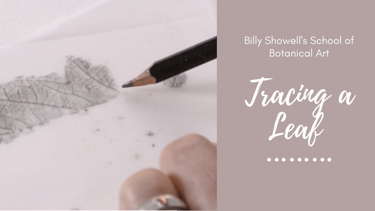 Tracing a Leaf - Tip ⎮ Billy Showell ⎮Watercolour Beautiful