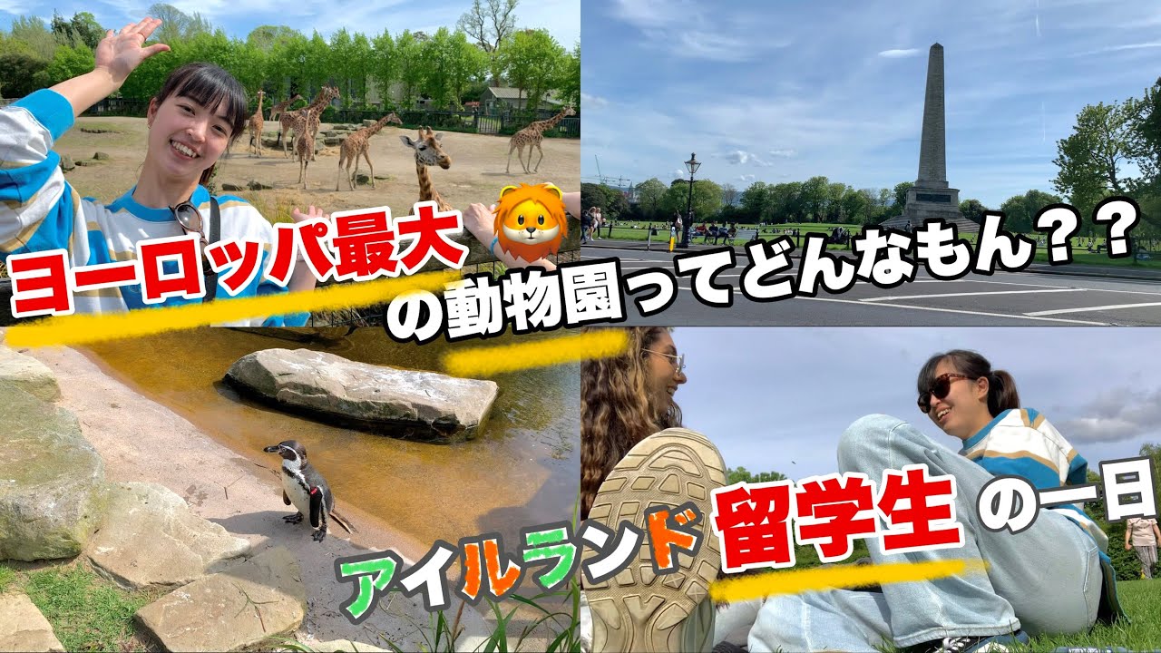 留学生の一日⏰って皆こんな感じ？（休日編）ダブリン動物園🐯で心が癒された　アイルランド/語学留学/ 留学vlog