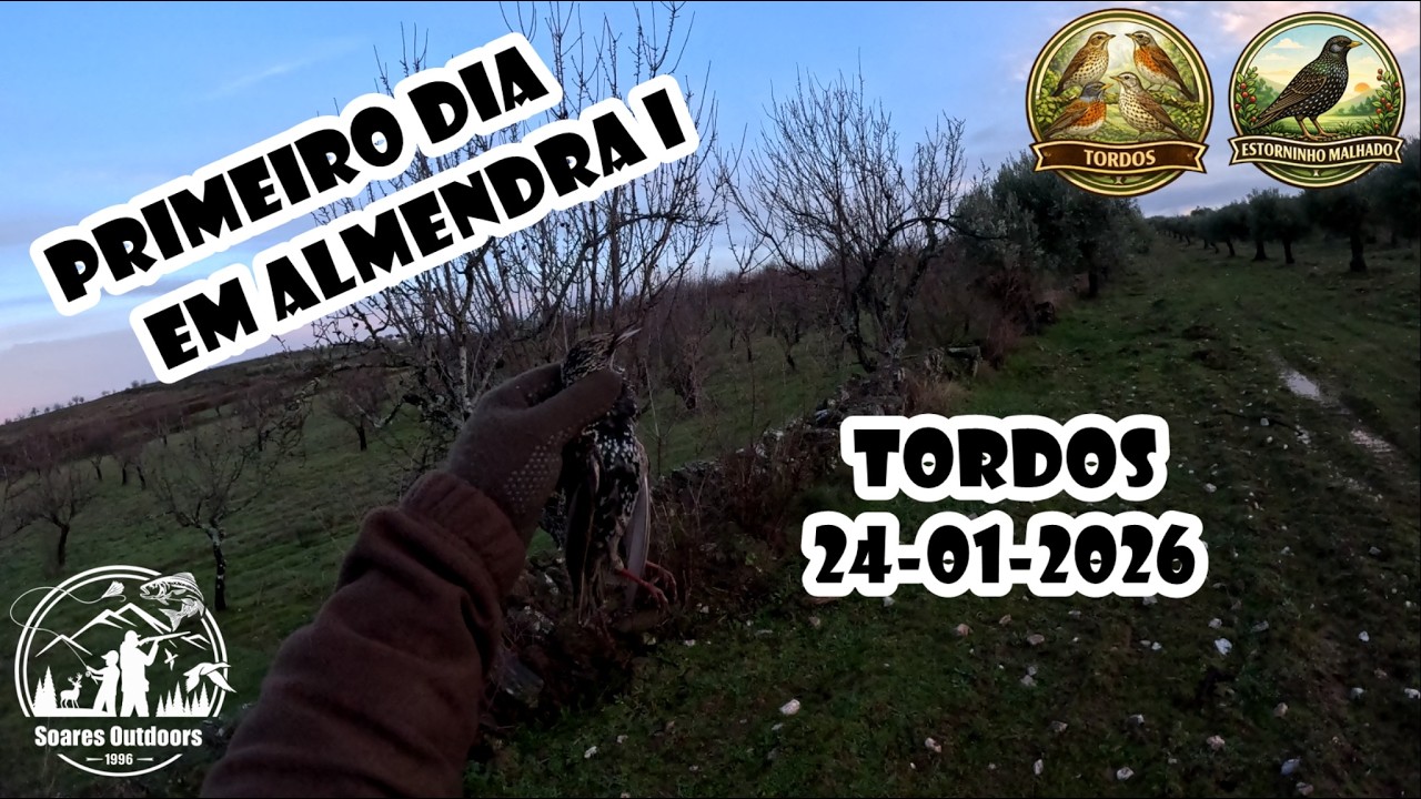 Caça aos Tordos (24-01-2026) - Primeiro dia em Almendra I
