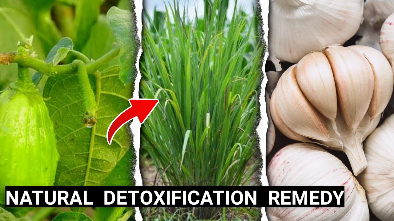 Proven Ways To Detoxify Your Body System (Detoxification in Humans) || Part 2