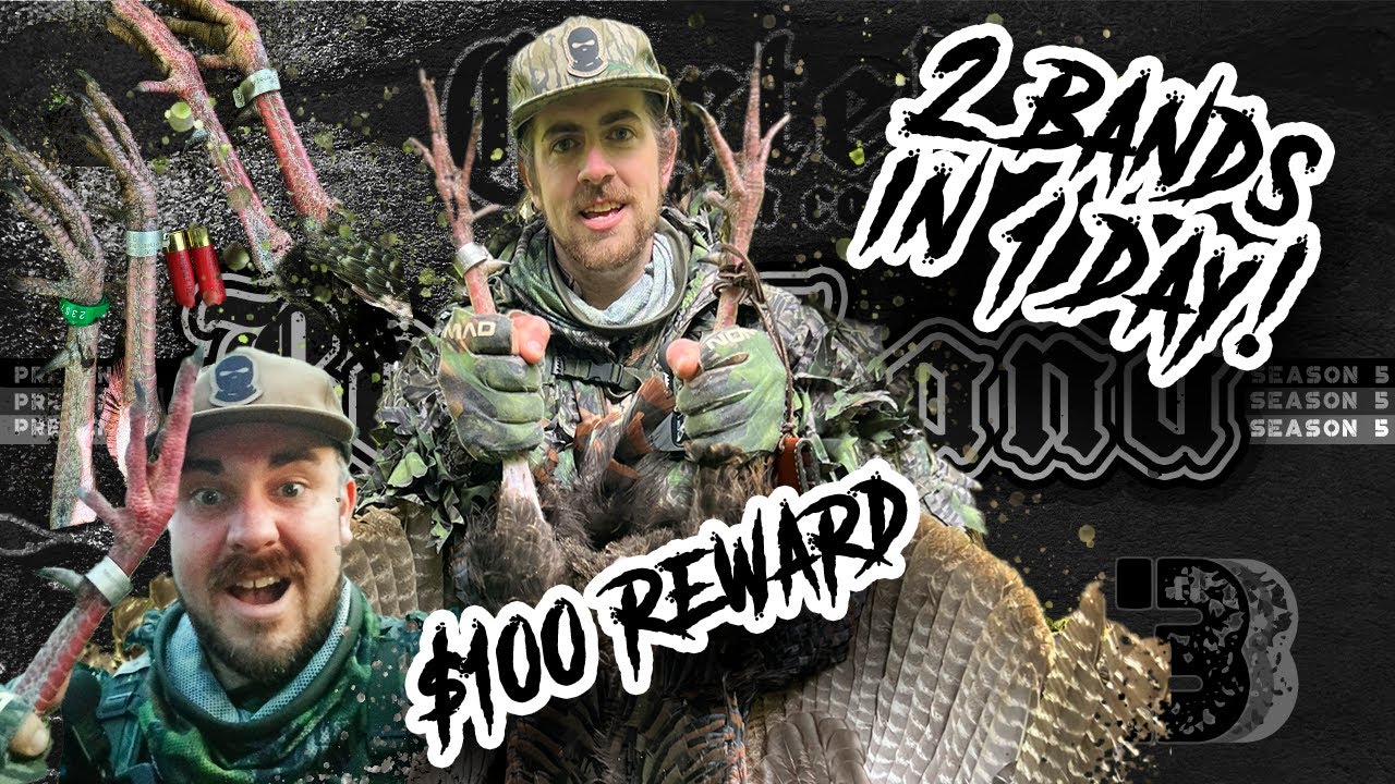BAND HUNTING FOR WILD TURKEYS - 2 banded turkeys in the SAME DAY - TURKEY HUNTING MAINE