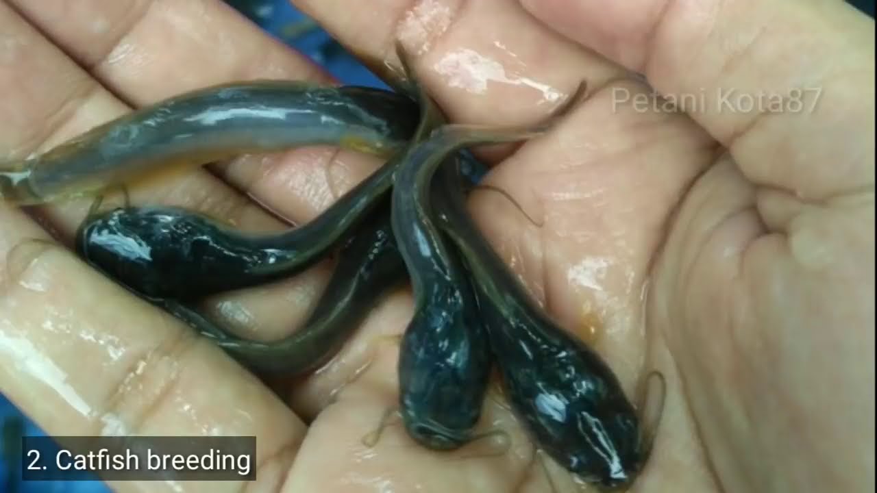 Catfish Farming in Indonesia   Modern Farming Methods  Farm Technology  2020