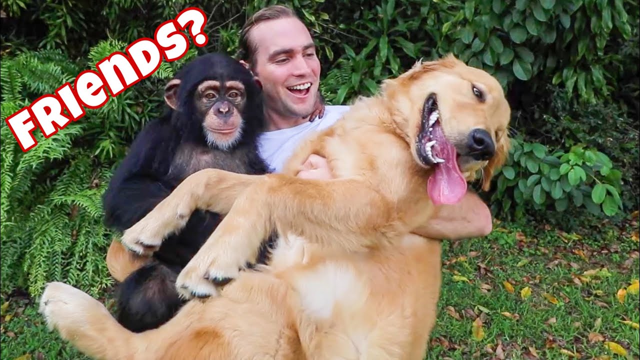 GOLDEN RETRIEVER PUPPY MEETS BABY MONKEY ! SO CUTE !