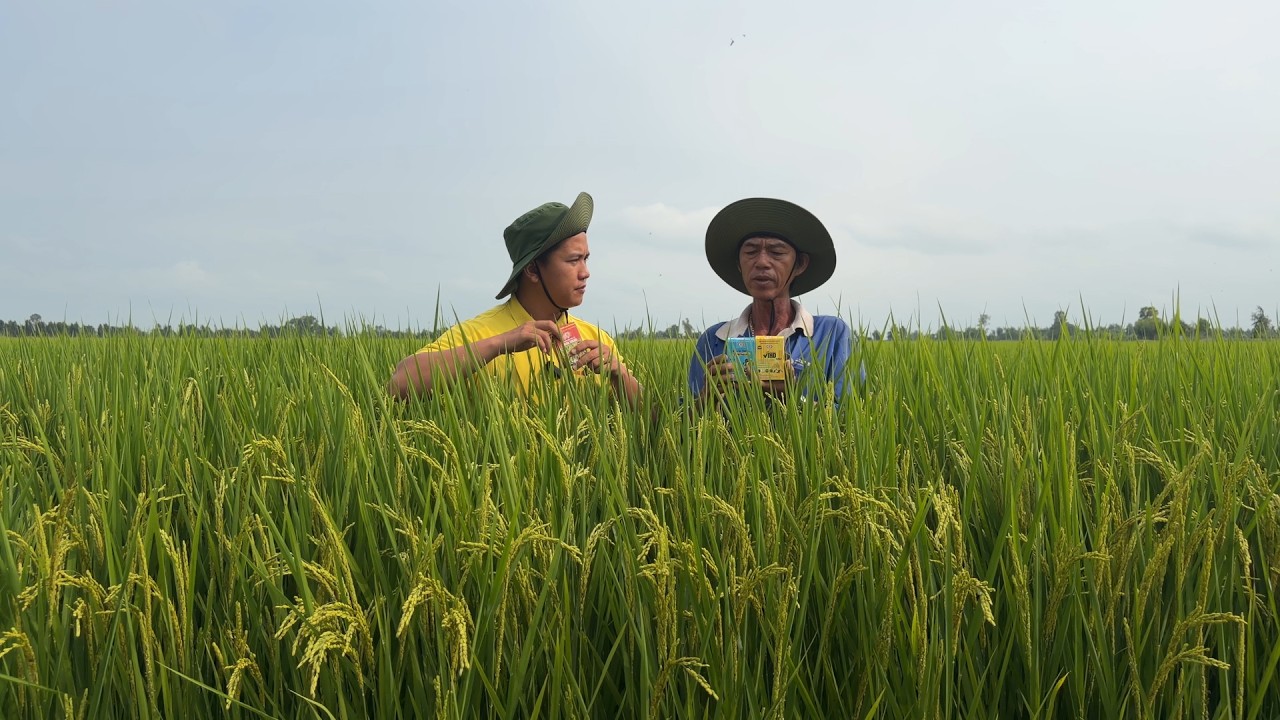 Lúa Nhật Bông To Giai Đoạn Trổ Đều, Bí Quyết Cho Vụ Đông Xuân Là Như Thế Nào?