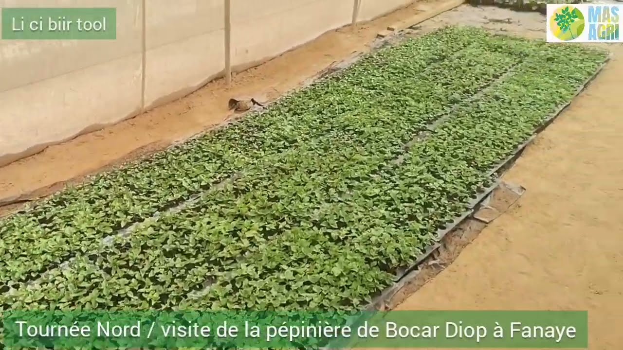 Tournée Zone Nord 2022 visite chez Bocar Diop pépiniériste et producteur de pois d'angole à Fanaye