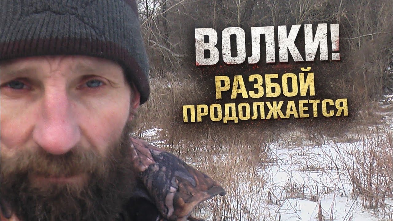 ВОЛКИ разбой . И РЕПТИЛЫ.