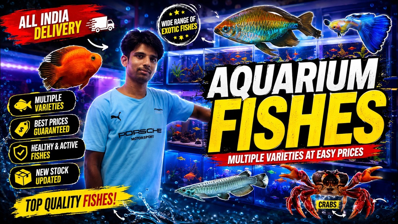  Varieties Of Aquarium Fishes at Water World Fish Shop| All India Delivery |