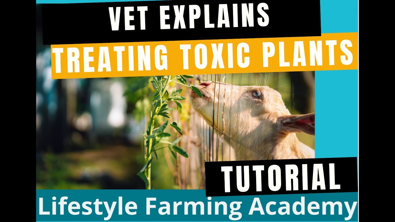 Toxic plants treatment (of ruminants)