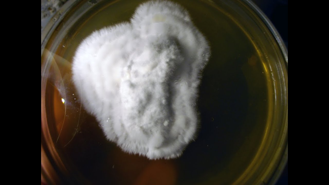 Agar e terreni di coltura in micologia
